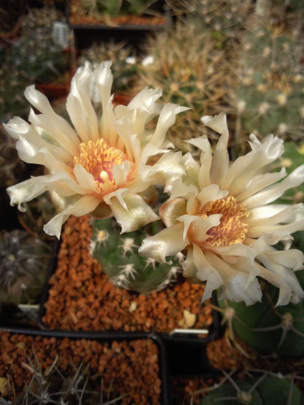 GYMNOCALYCIUM alboareolatum, WR 716, Villa Bustos,La Rioja